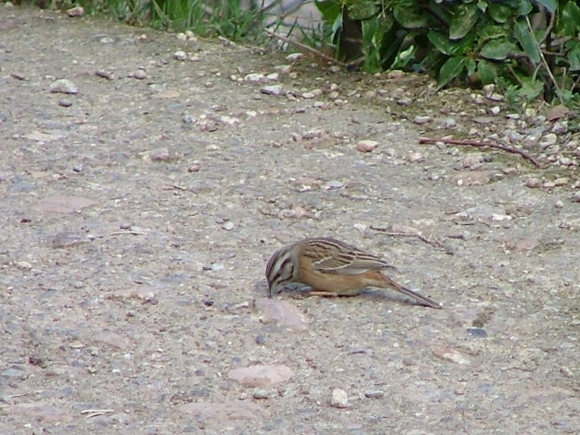 Rock Bunting - ML617095627