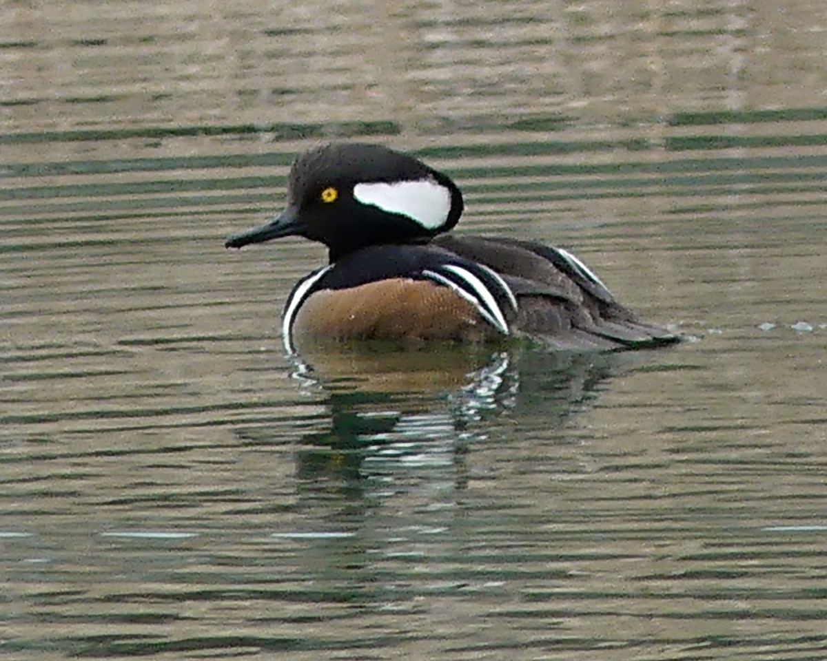 Hooded Merganser - ML617095629