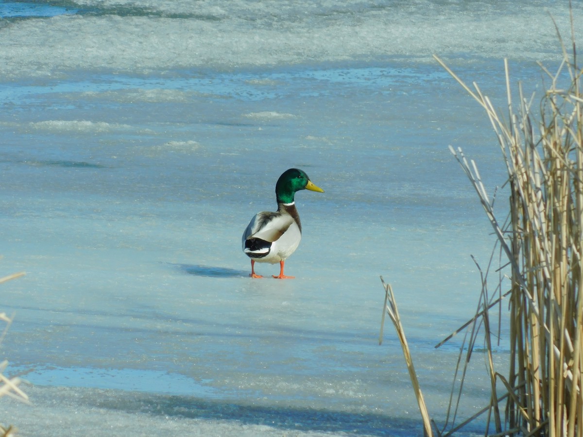 Mallard - Jacob Zetocha