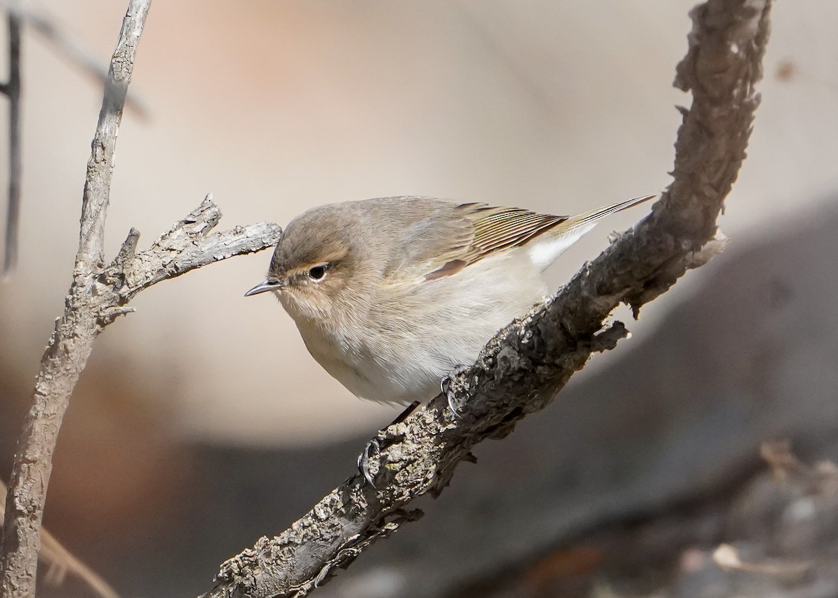 Common Chiffchaff (Siberian) - Samuel de la Torre