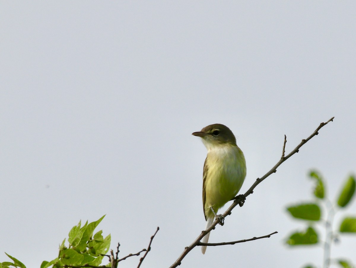 Bell's Vireo - Jeffrey Hall