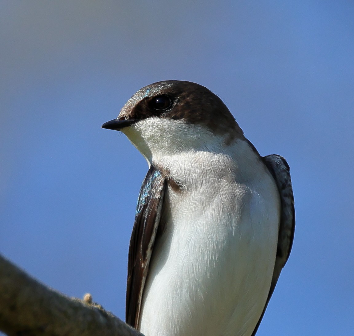 Tree Swallow - Nik Teichmann