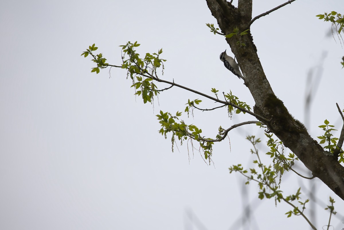 Downy Woodpecker - Theodore Brown