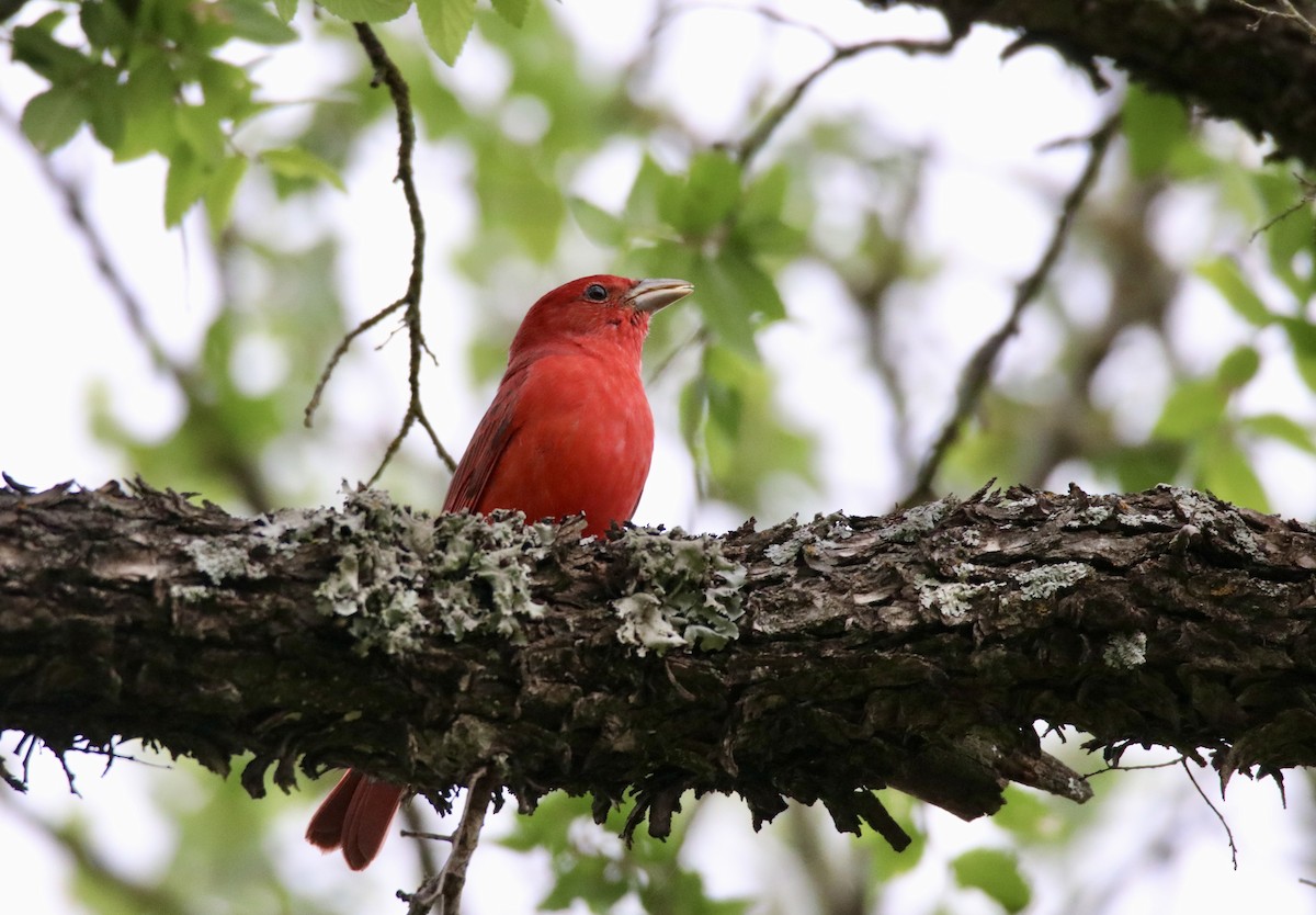 Summer Tanager - Jeffrey Hall