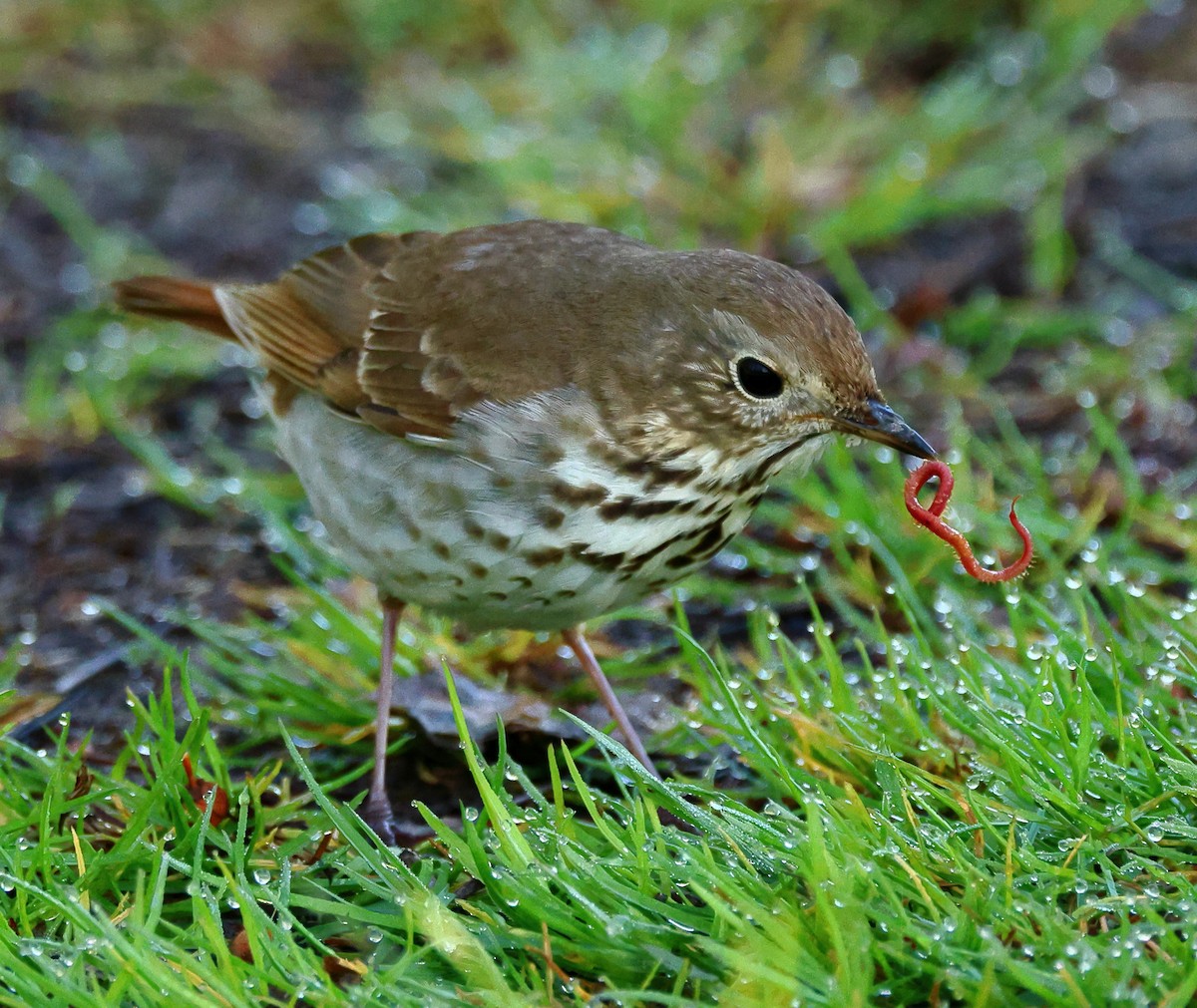 Hermit Thrush - Nik Teichmann