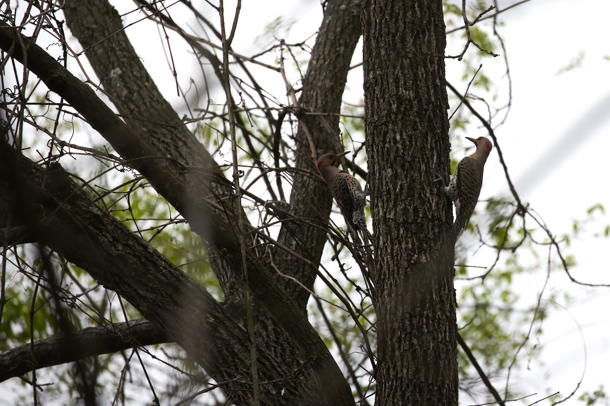 Northern Flicker - ML617095869