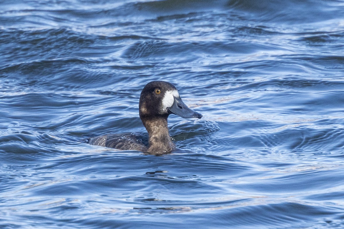 Greater Scaup - Colleen Childers