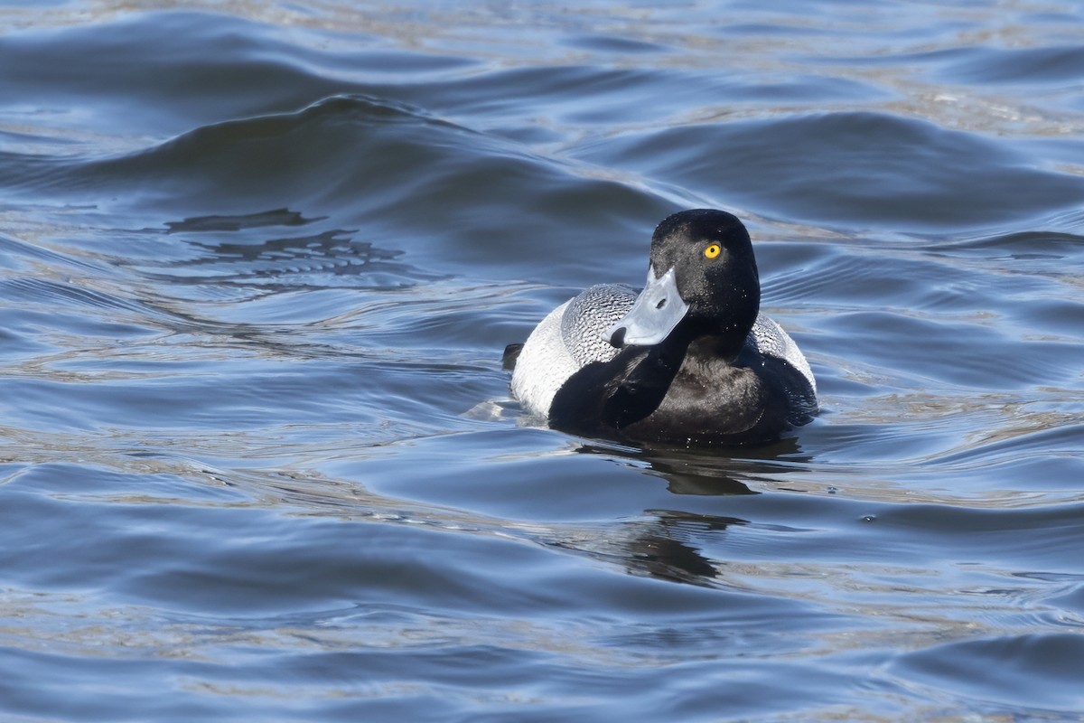 Greater Scaup - Colleen Childers