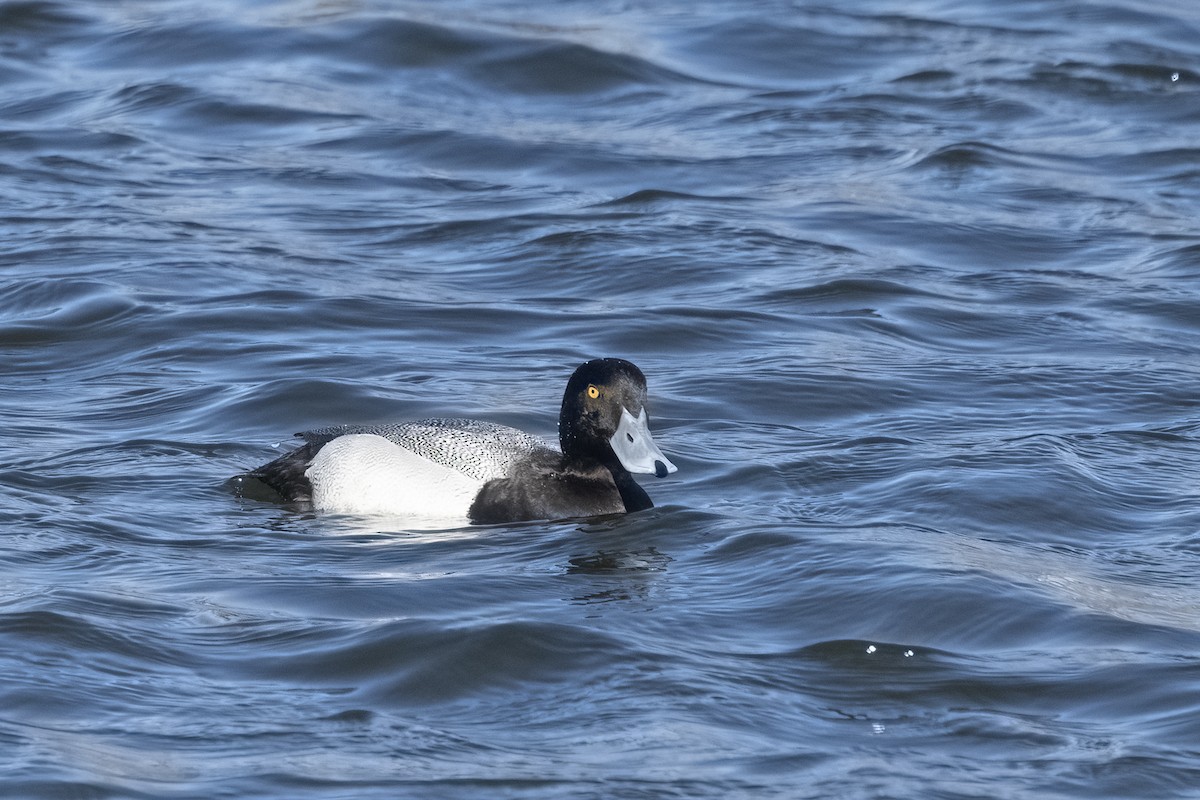 Greater Scaup - Colleen Childers