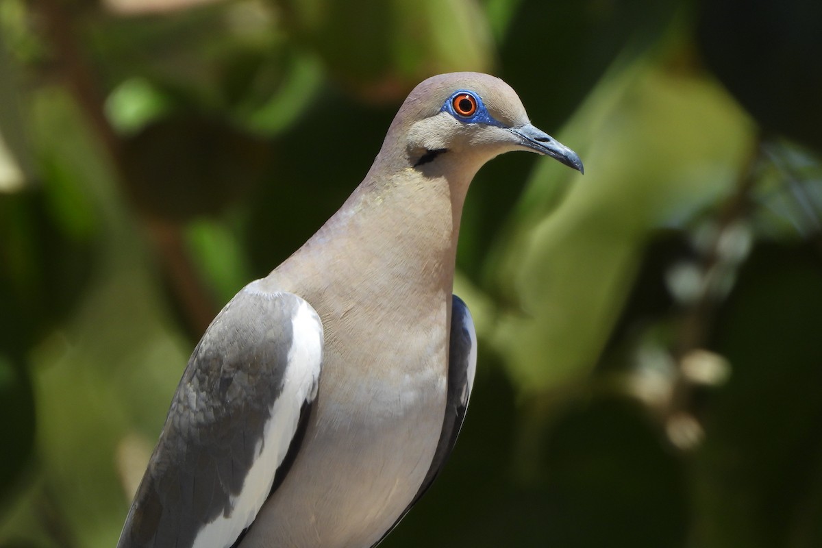 White-winged Dove - ML617096085