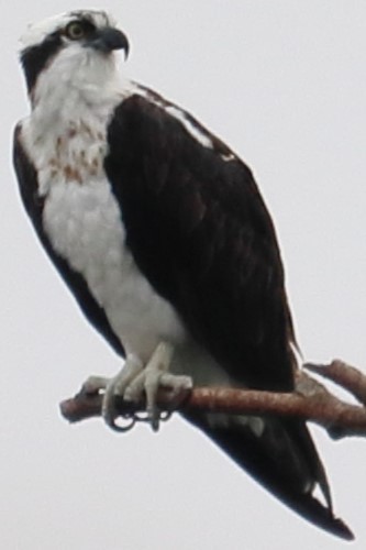 Águila Pescadora - ML617096098