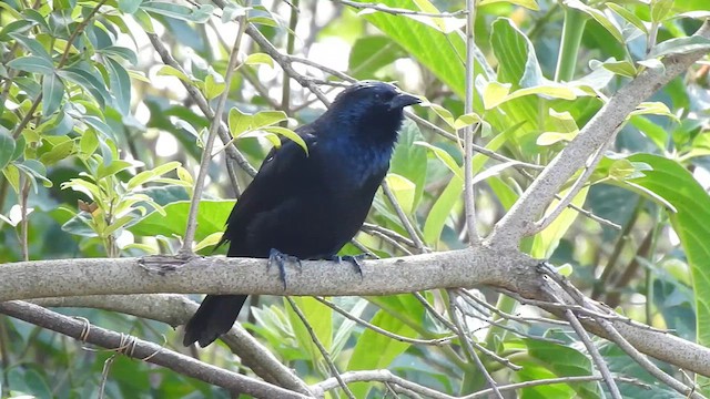 Chopi Blackbird - ML617096133