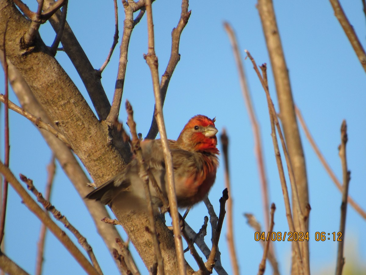 House Finch - crdf bird