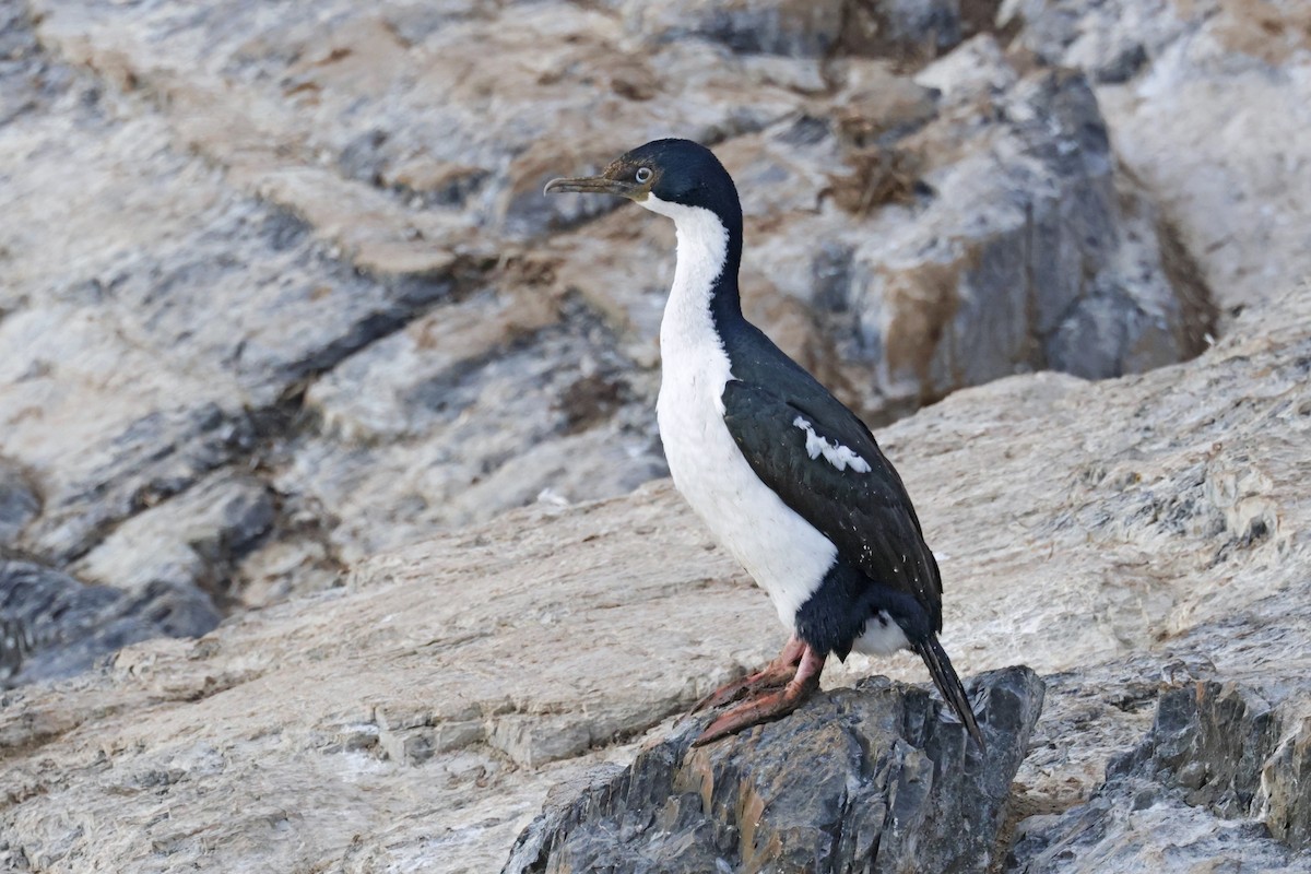 Cormorán Imperial - ML617096190