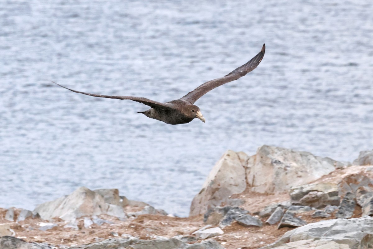 Southern Giant-Petrel - ML617096246