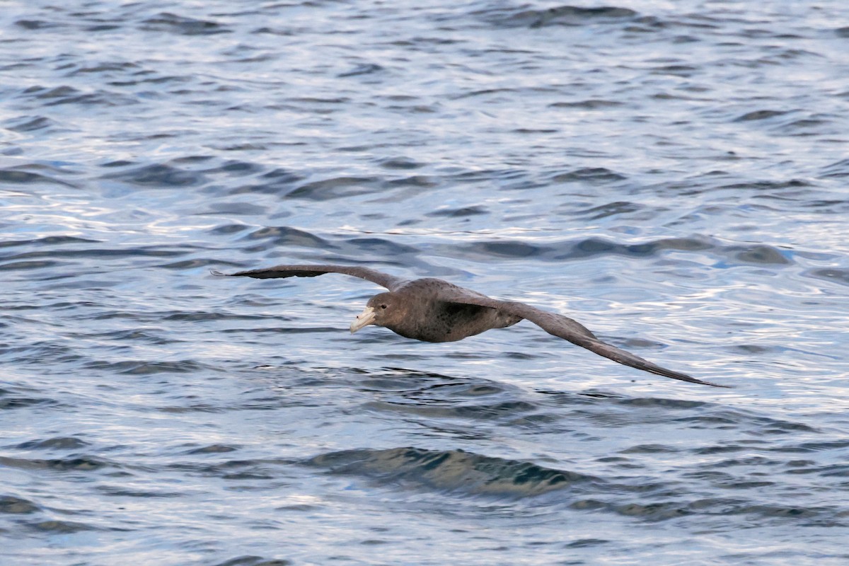 Southern Giant-Petrel - ML617096275