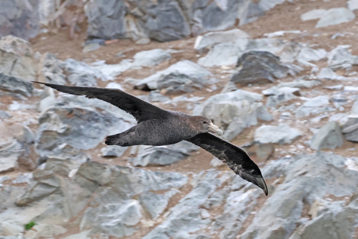 Southern Giant-Petrel - Nathan Wall