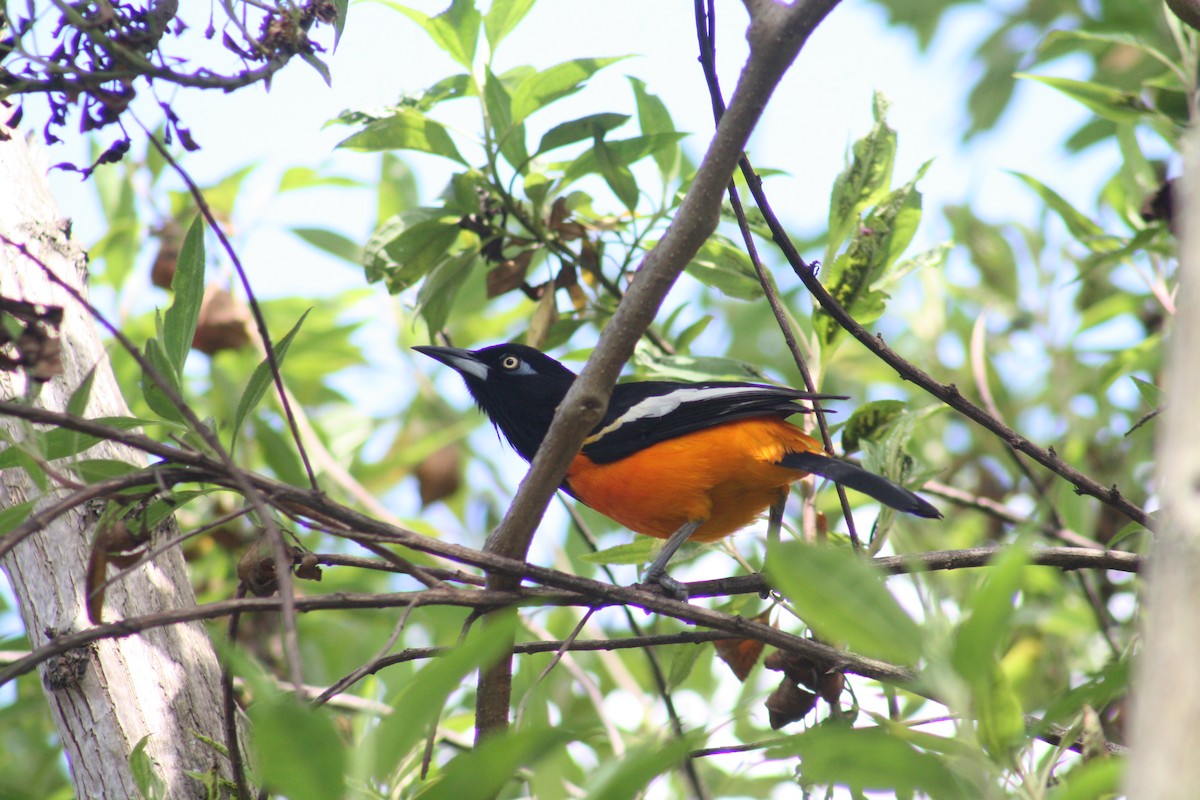 Venezuelan Troupial - Pipe Jiménez