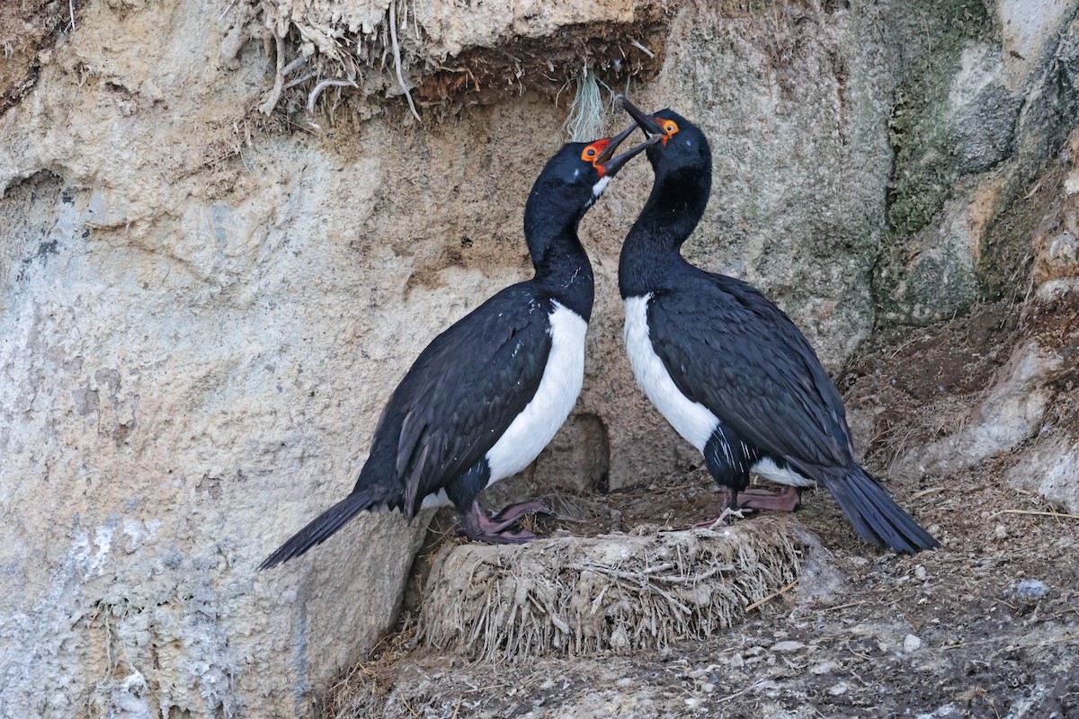 Cormorán Magallánico - ML617096299