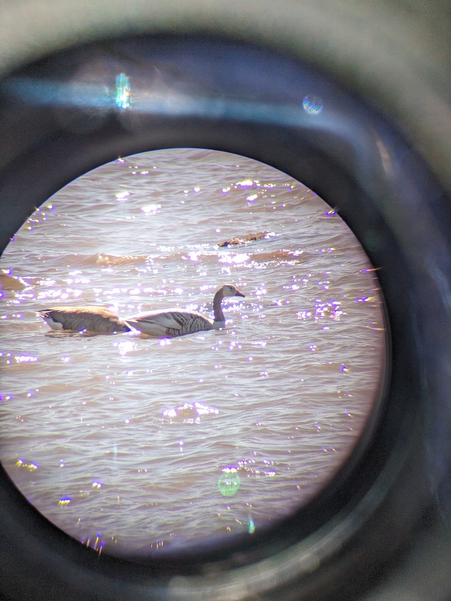 Canada Goose - ML617096309