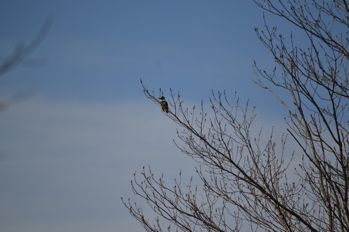 Belted Kingfisher - ML617096324