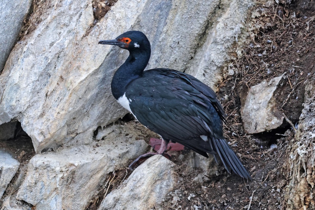 Magellanic Cormorant - ML617096333