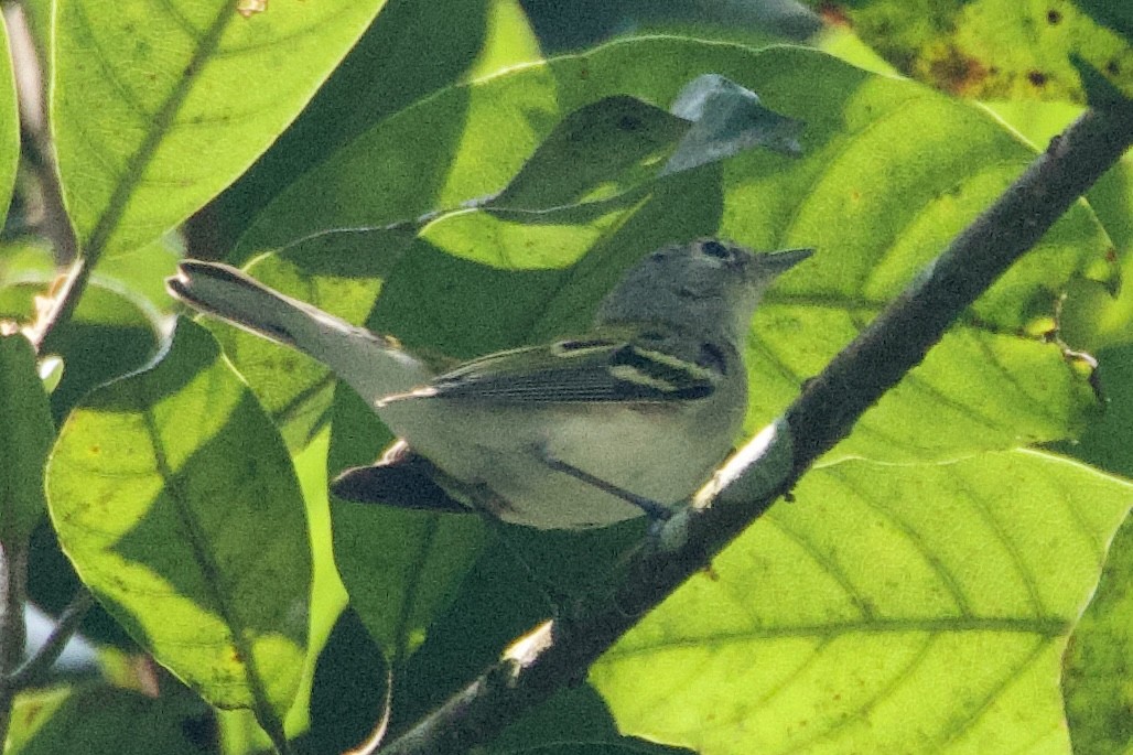 Kurşuni Vireo (notius/montanus) - ML617096335