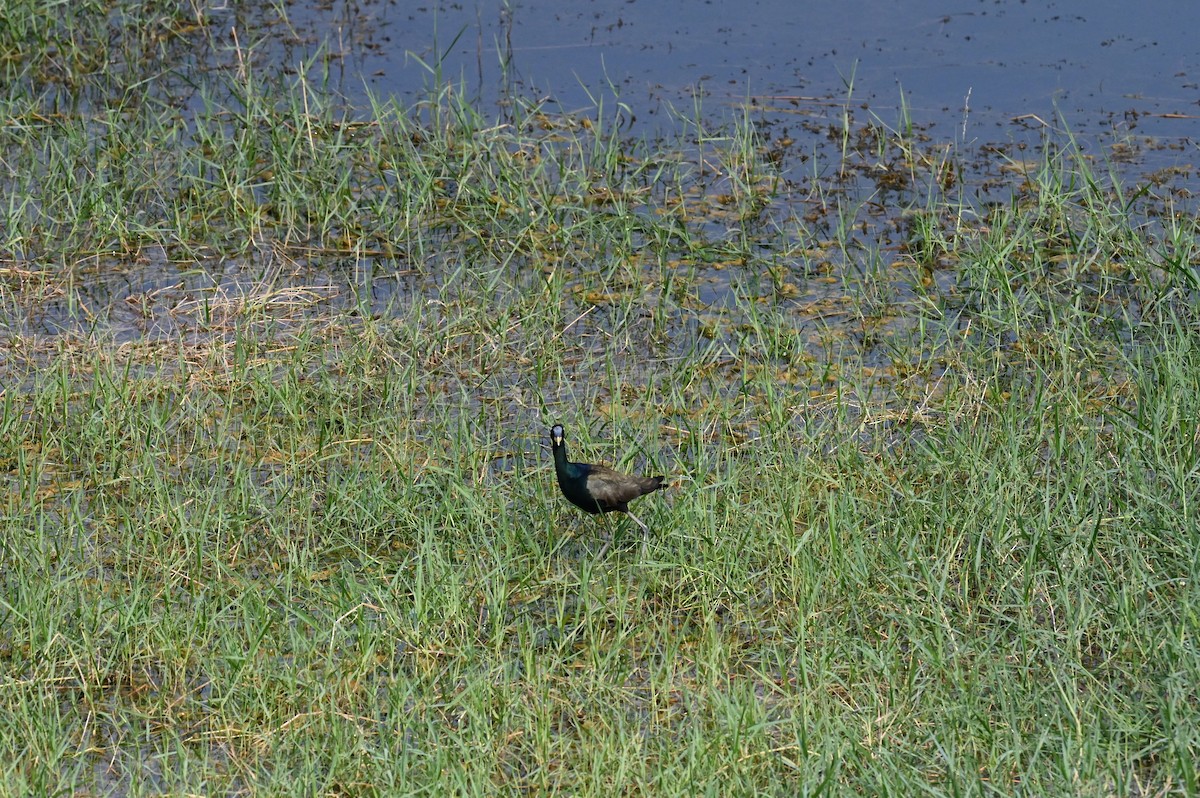 Bronze-winged Jacana - Taraka Venkata Pavan Maddali