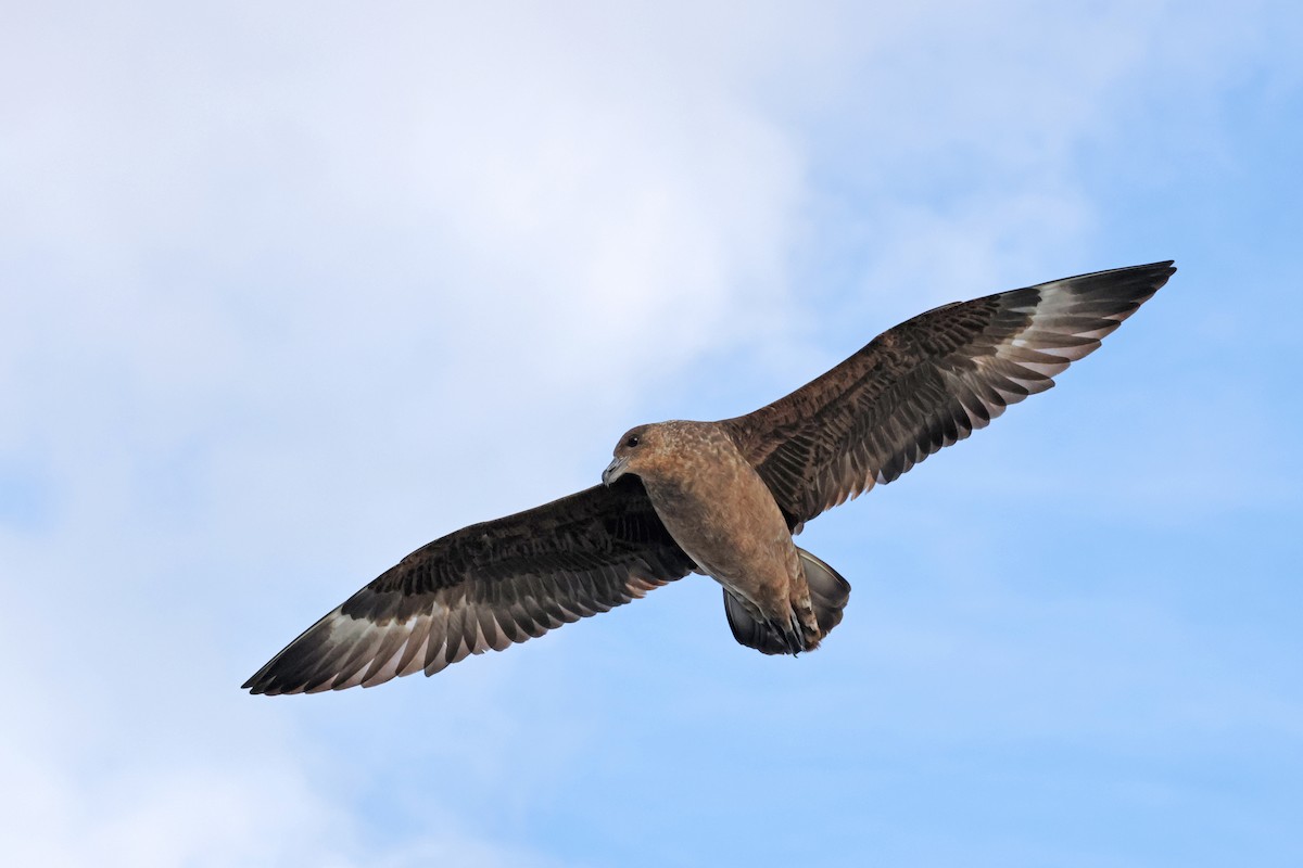 Chilean Skua - ML617096381