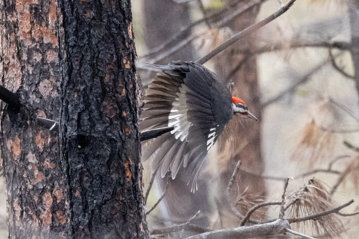 Pileated Woodpecker - ML617096520