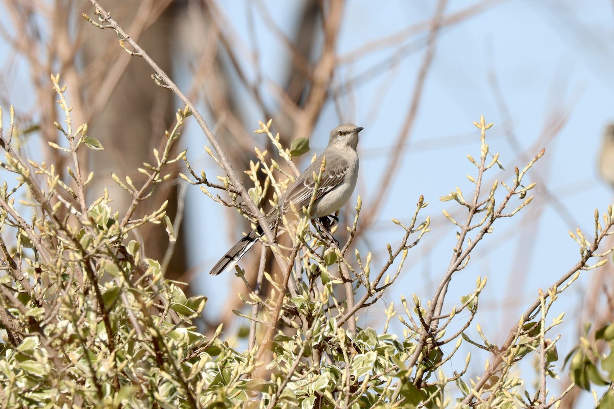 Northern Mockingbird - Fred Grenier