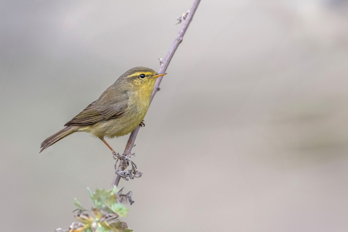 Tickell's Leaf Warbler - Deepak Budhathoki 🦉