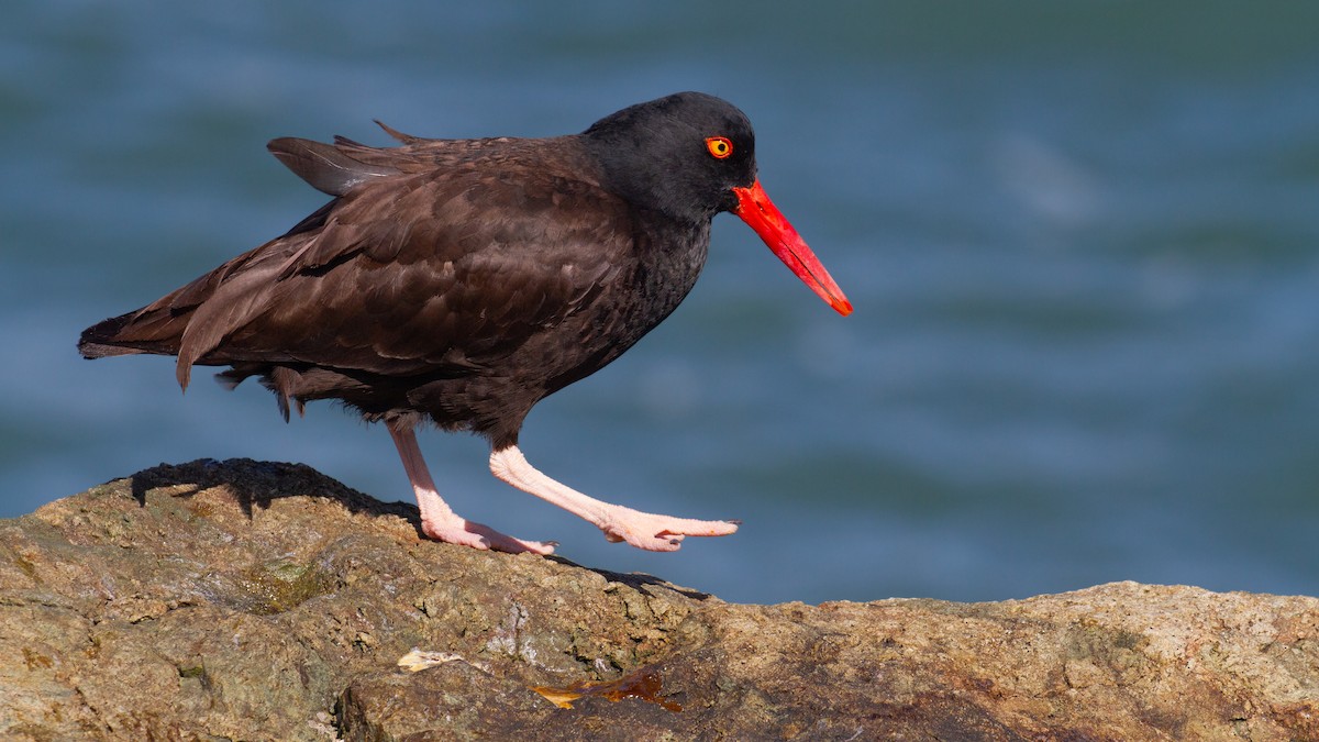 Black Oystercatcher - ML617096567