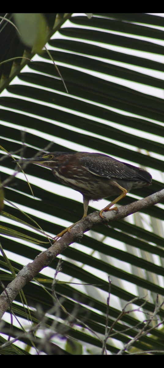 אנפית ירוקה - ML617096570