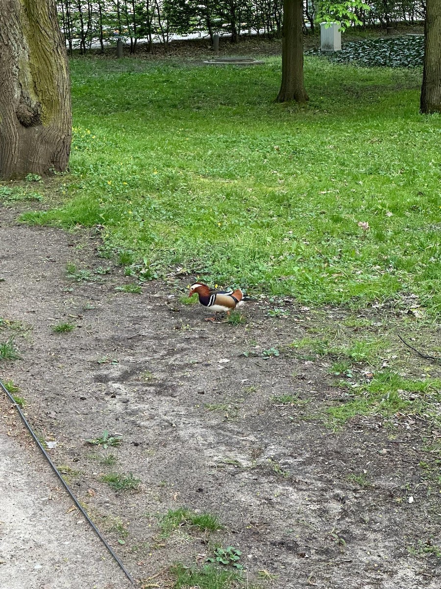 Mandarin Duck - ML617096580