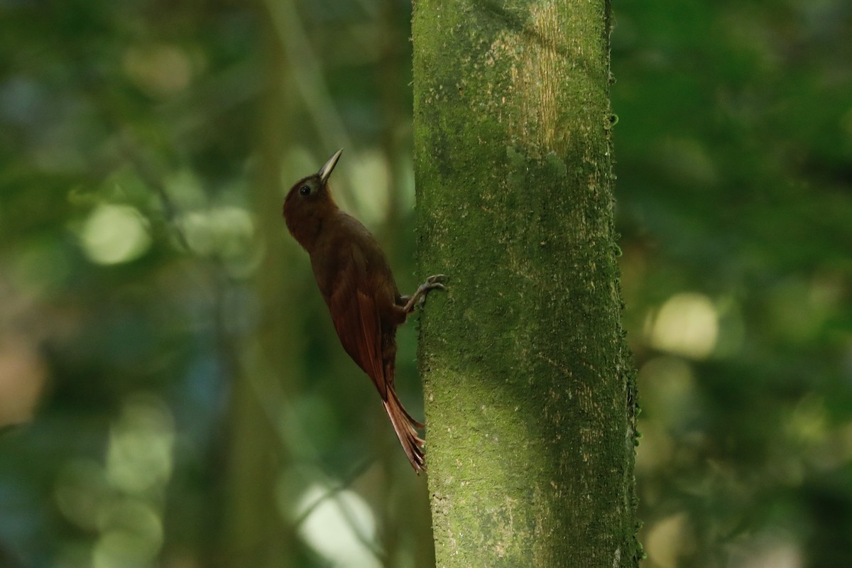 Ruddy Woodcreeper - ML617096583