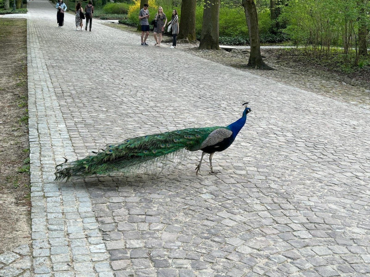 Indian Peafowl - Anonymous