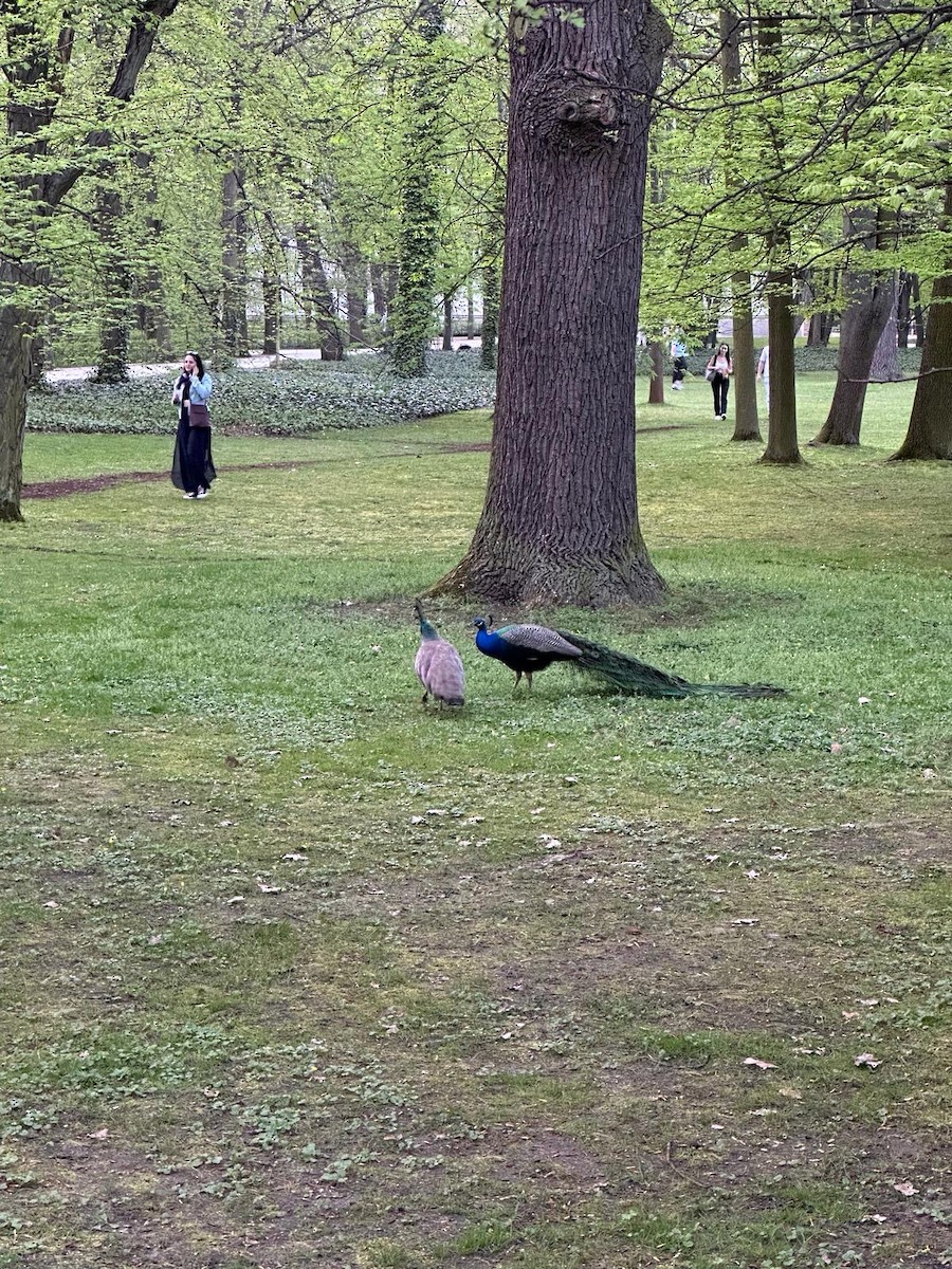 Indian Peafowl - Anonymous