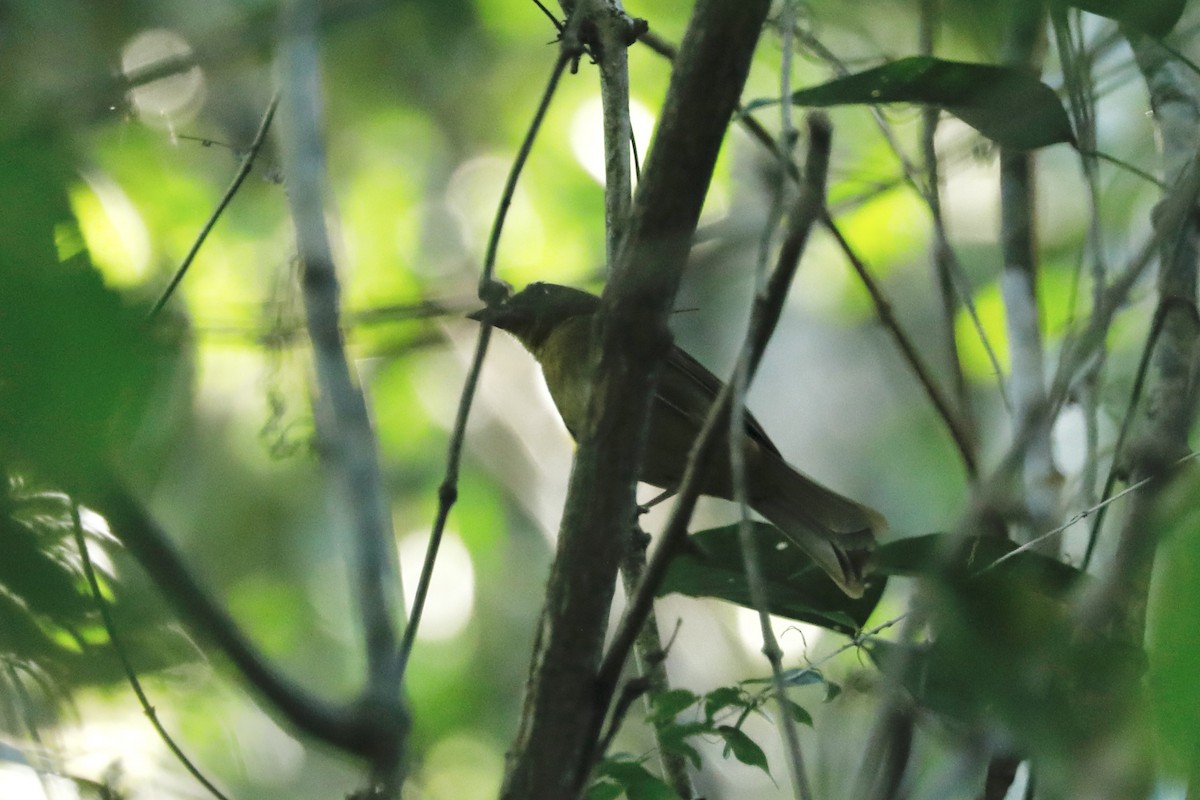 Red-crowned Ant-Tanager - ML617096597