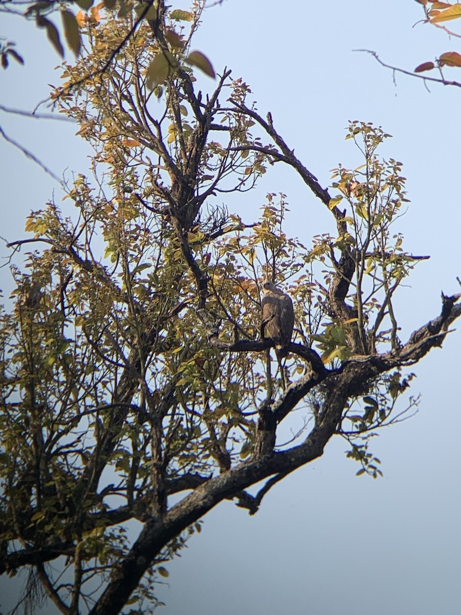 Gray-headed Fish-Eagle - Amsis Panta