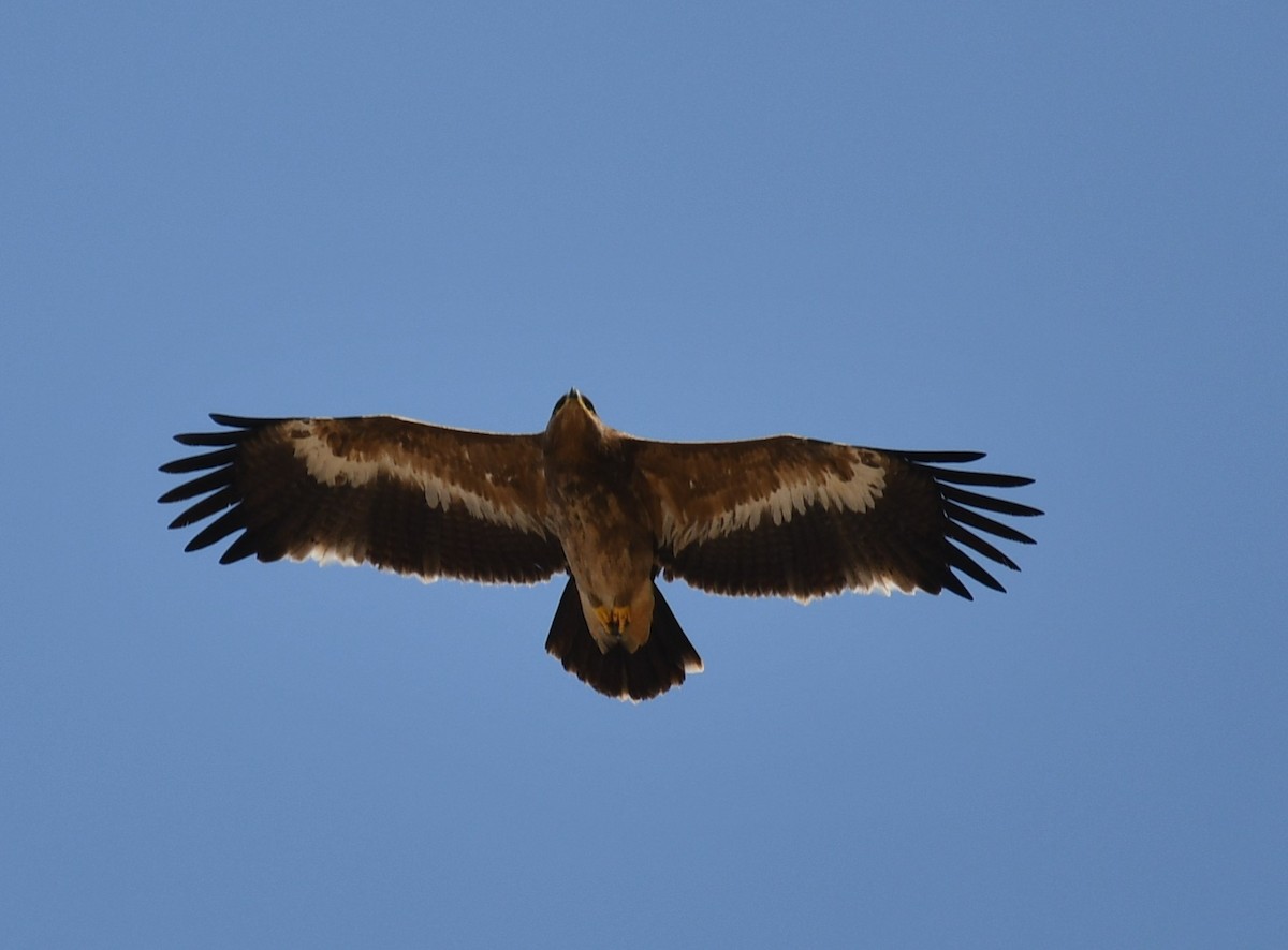 Águila Moteada - ML617096649