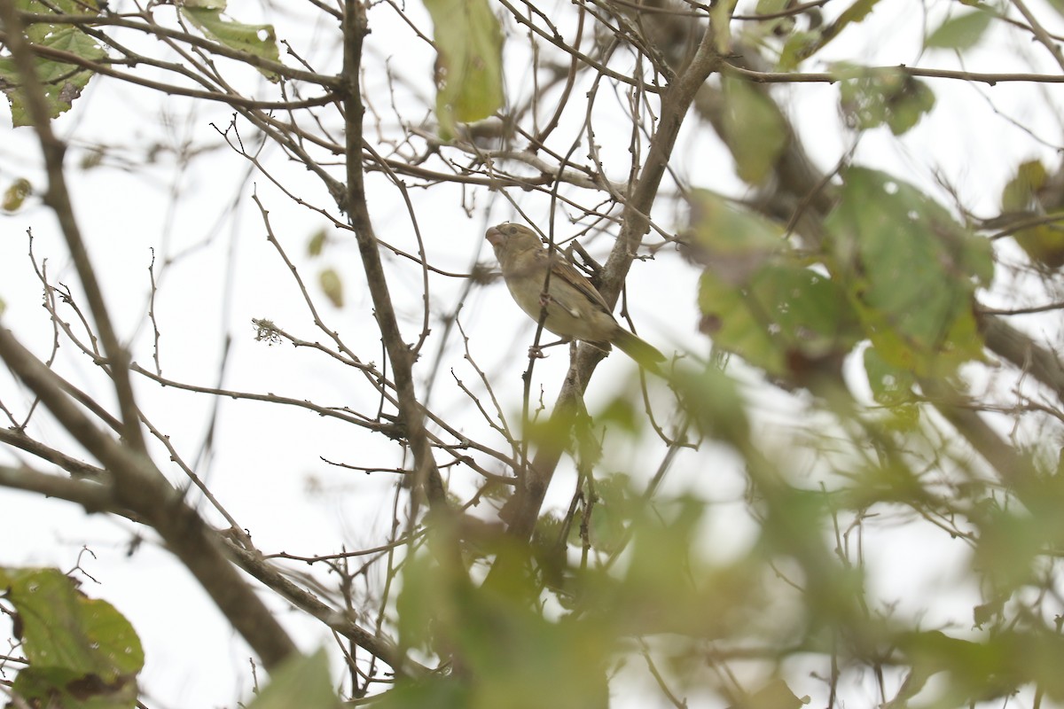 Parrot-billed Seedeater - ML617096680