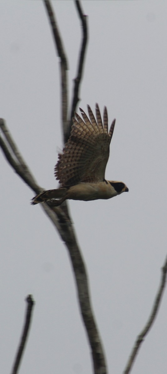 Laughing Falcon - ML617096701