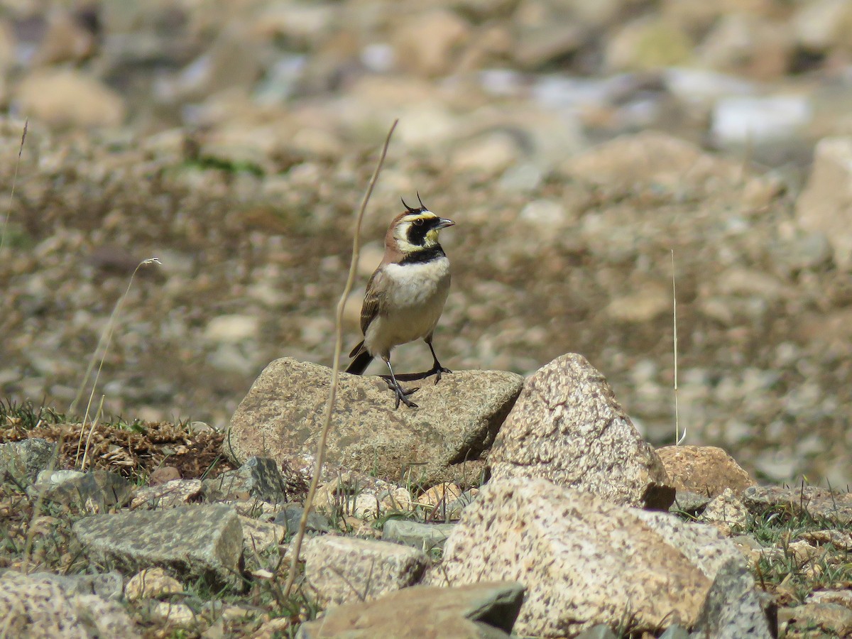 Horned Lark (Atlas) - ML617096711