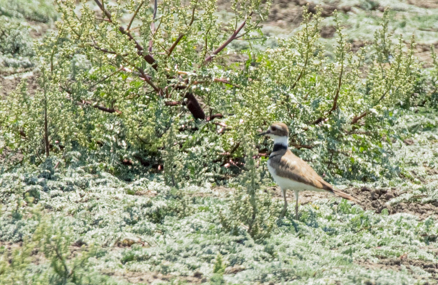 Killdeer - Edgar Knapp Uranga