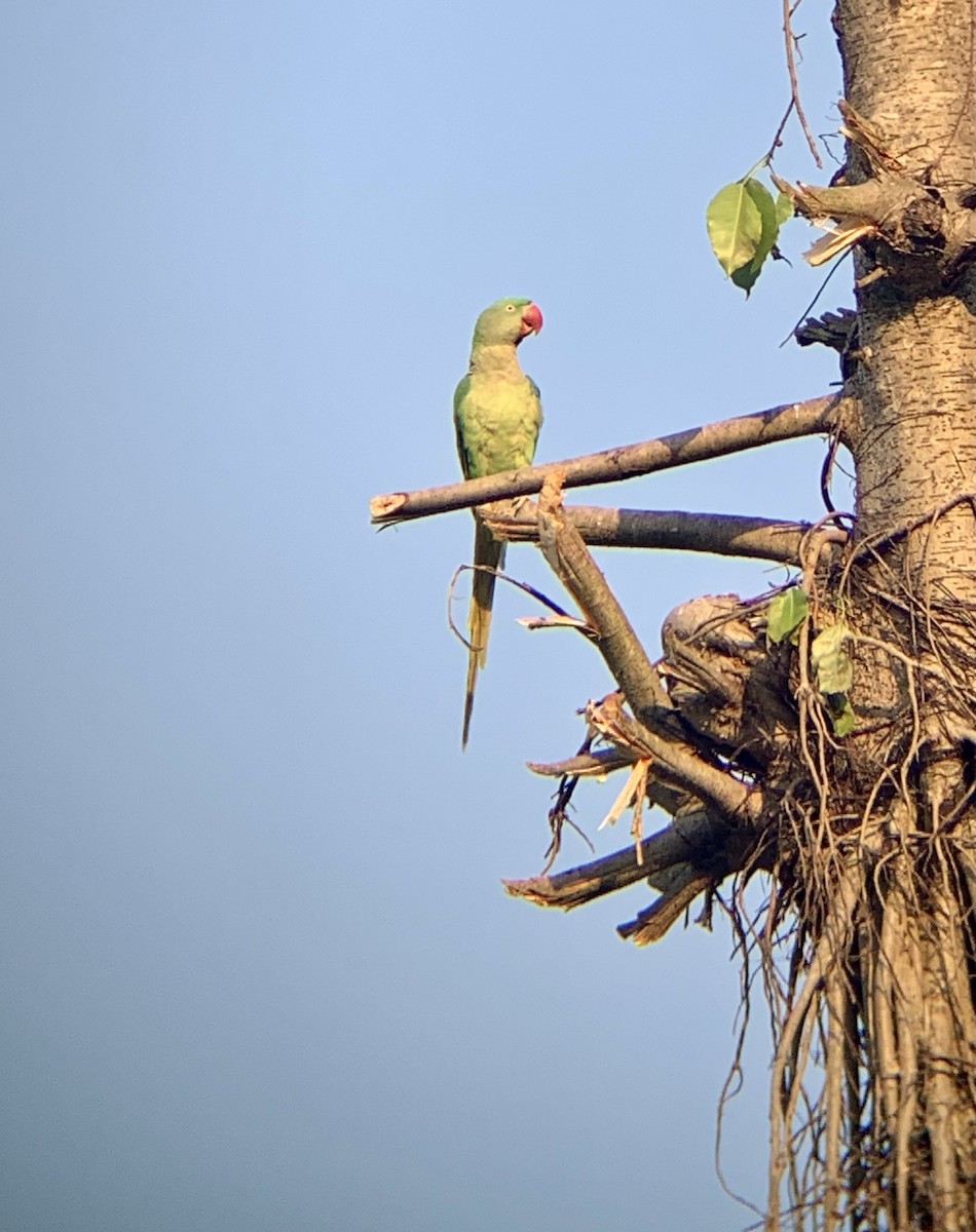 Rose-ringed Parakeet - ML617096733