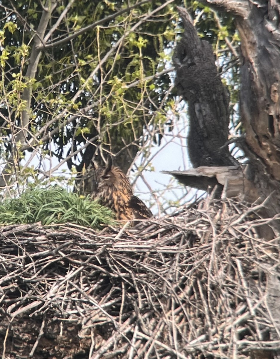 Eurasian Eagle-Owl - ML617096754