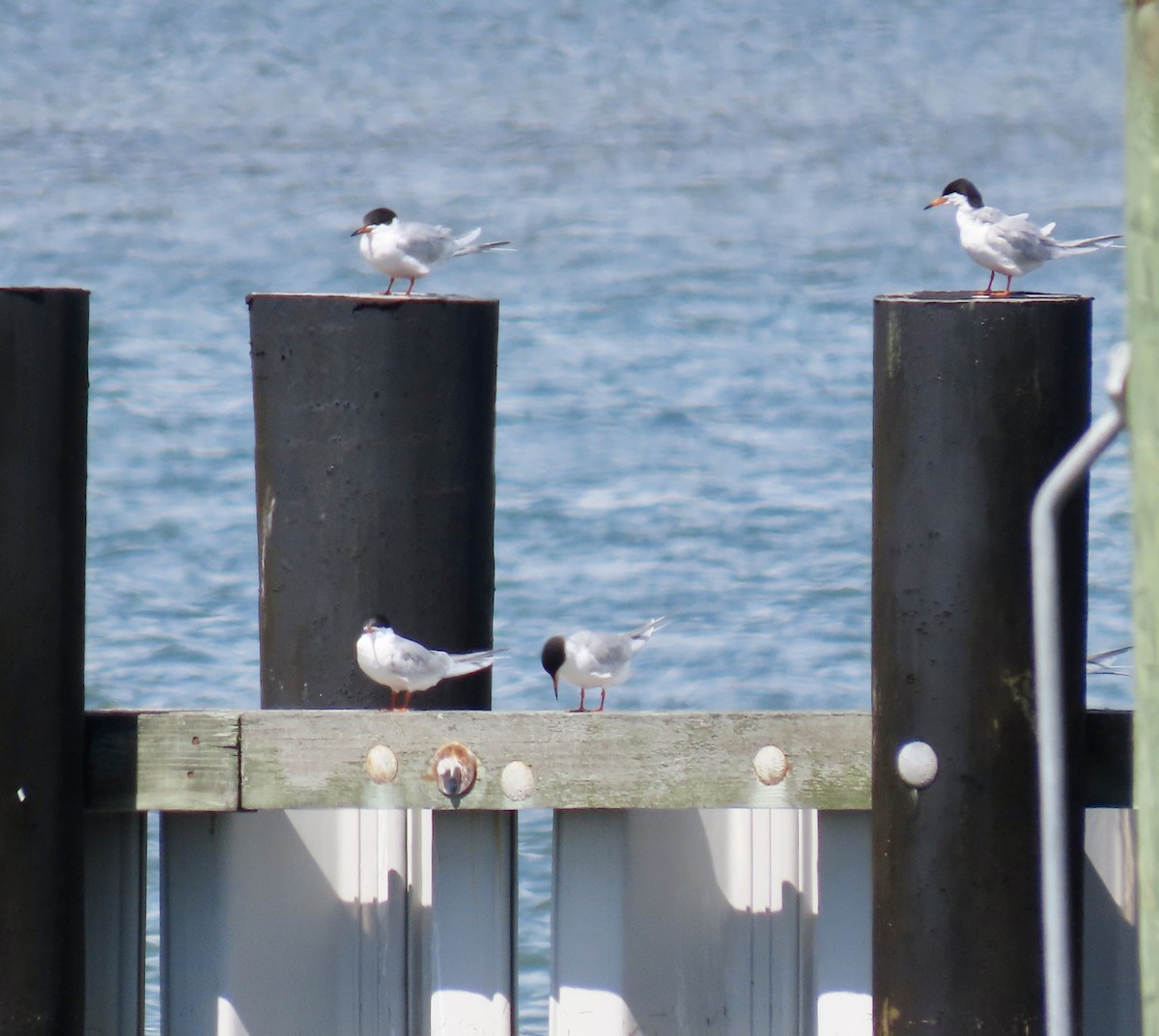 Forster's Tern - ML617096757