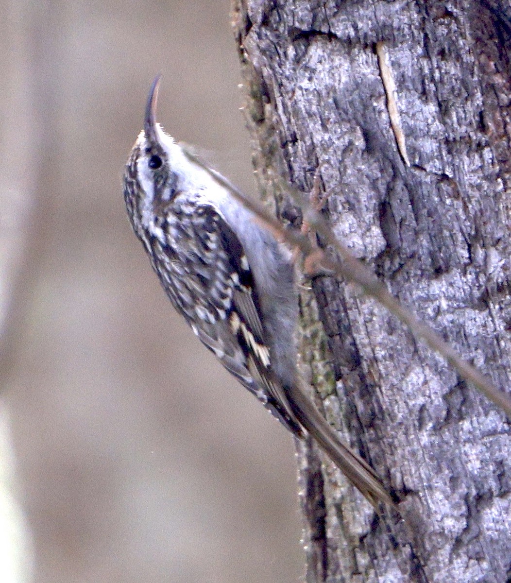 Short-toed Treecreeper - Gavin Bieber