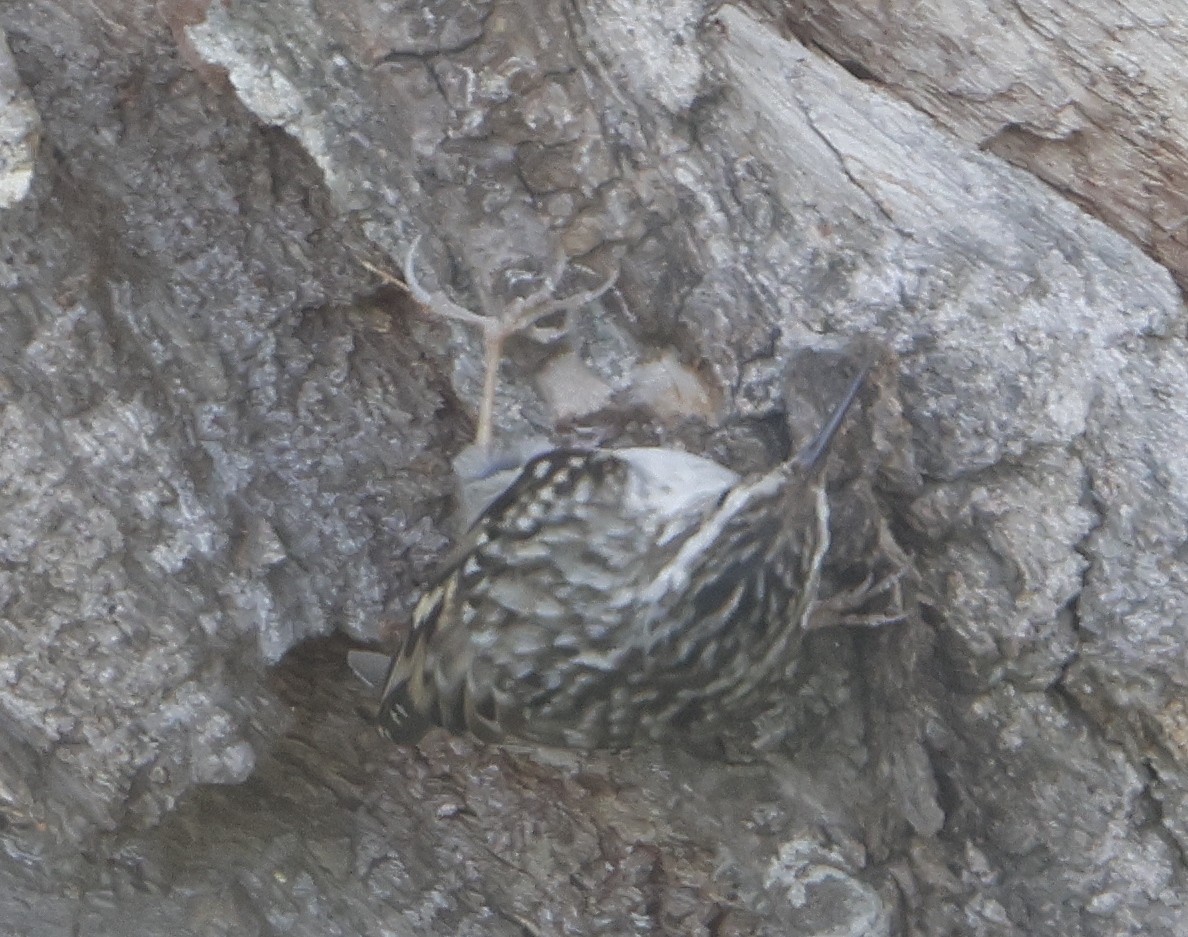 Short-toed Treecreeper - ML617096766